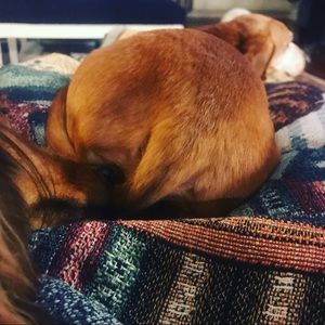 Meet your Posher, Yeti